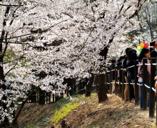 <구 경기도청 벚꽃축제. 사진=김홍범 기자>