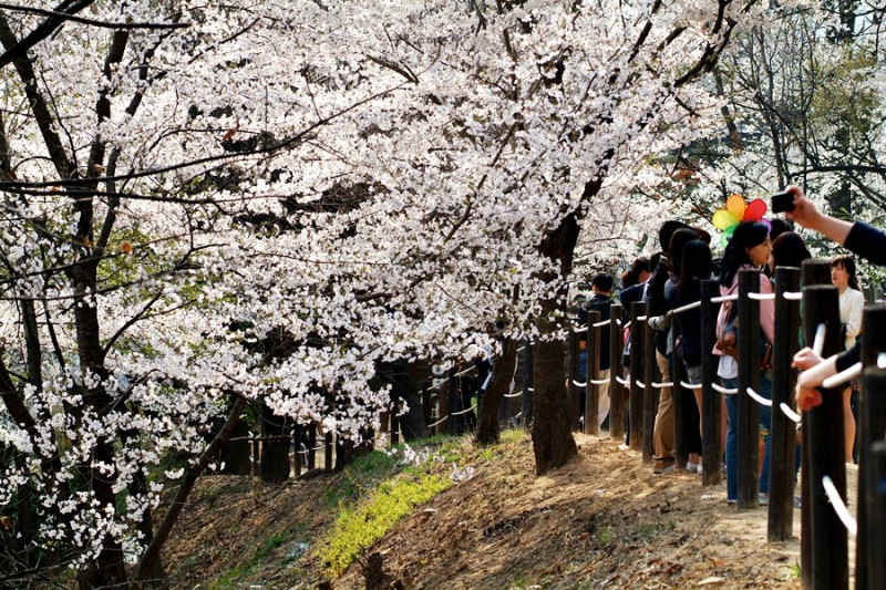 &#038;lt;구 경기도청 벚꽃축제. 사진=김홍범 기자&#038;gt;